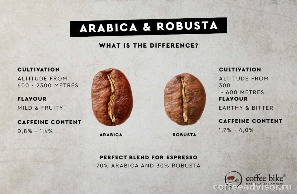 Арабика и робуста: в чем разница и что лучше выбрать
