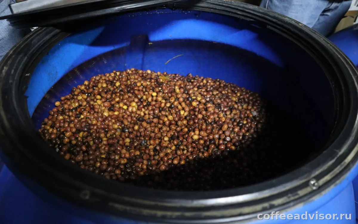 Экспериментальная ферментация кофе: почему колумбийское зерно так цепляет гурманов
